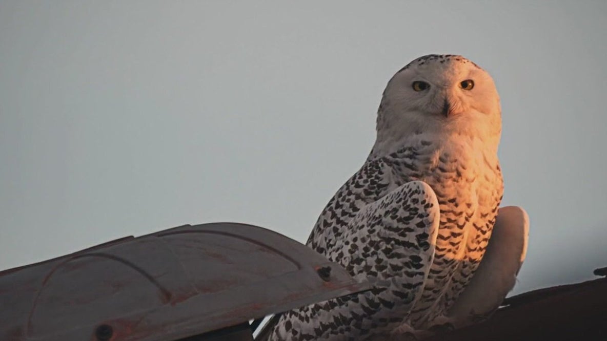 SoCal Snowy Owl documentary